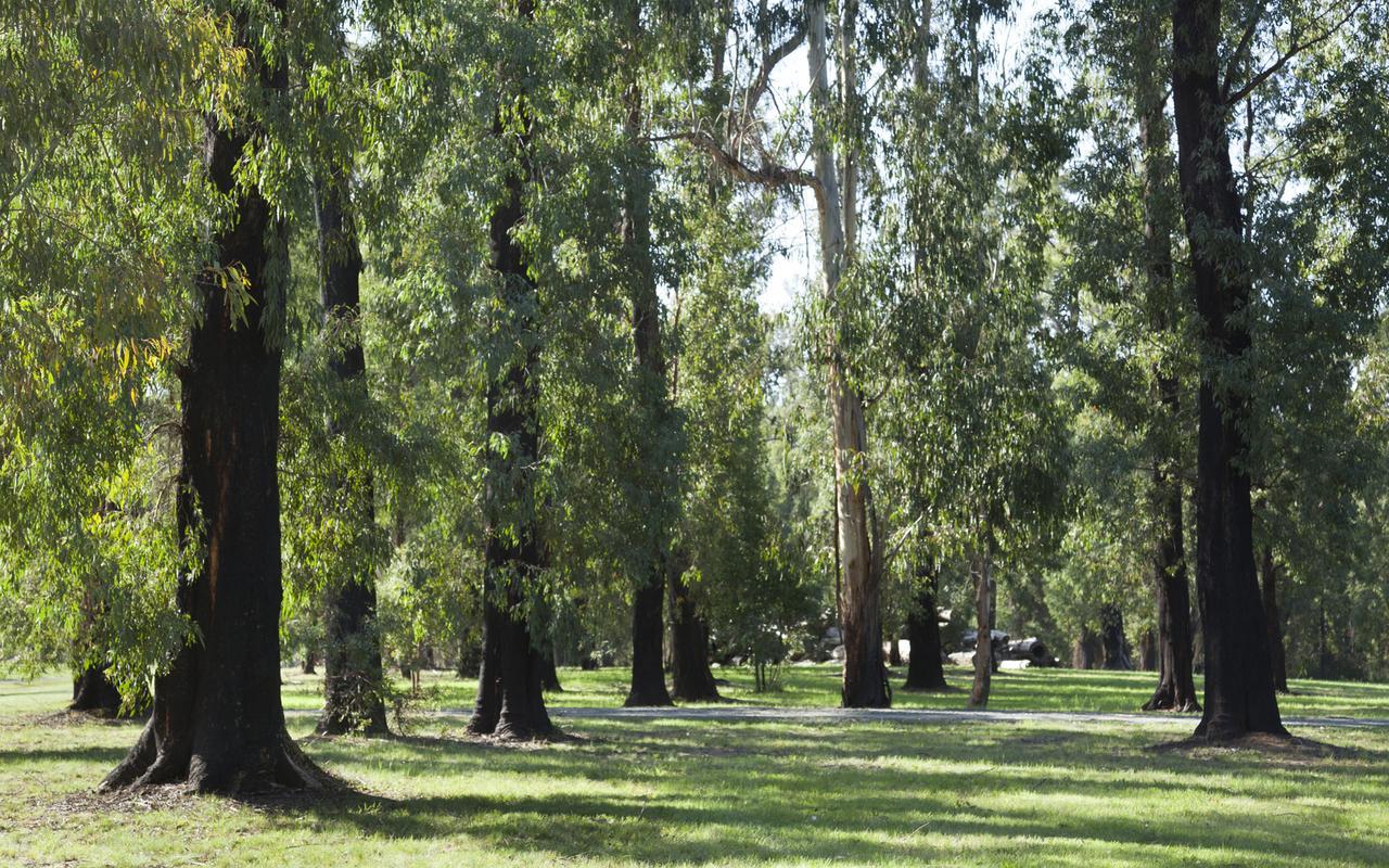 Saladin Lodge Narbethong Exterior foto
